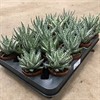 ALOE 7 CM HUMILIS SHARK 1X16